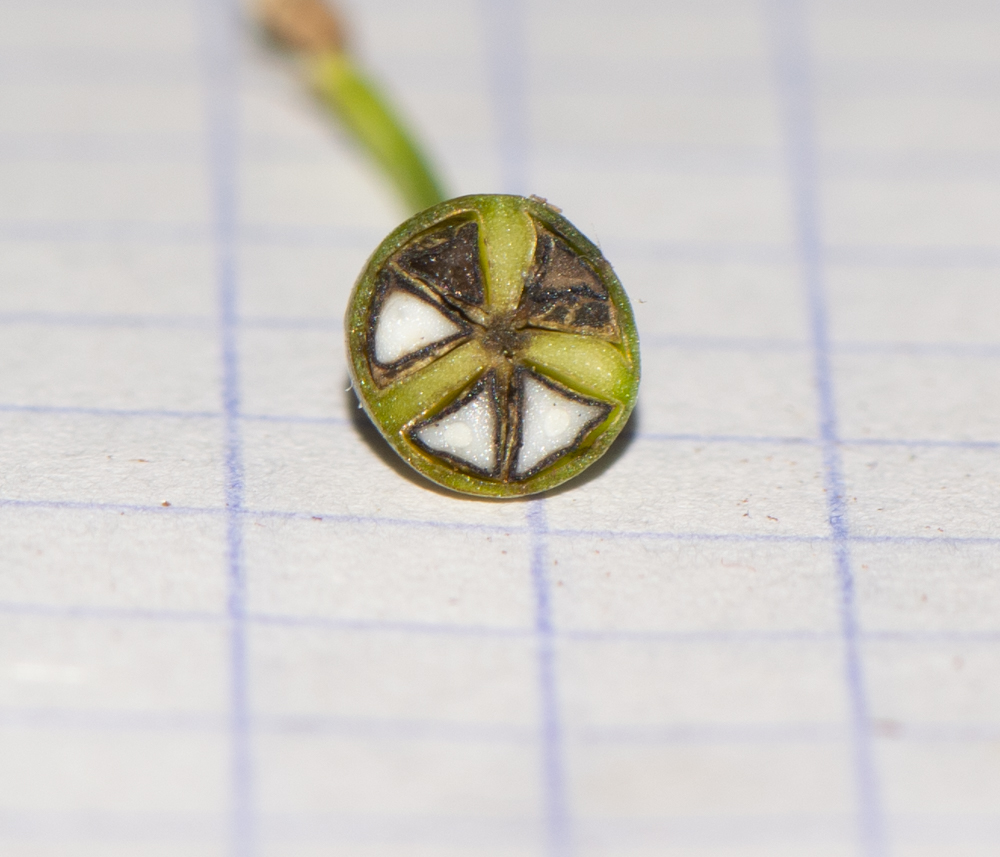 Image of Chlorophytum saundersiae specimen.