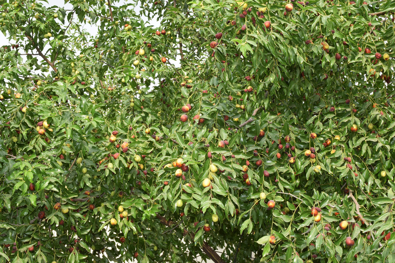 Image of Ziziphus jujuba specimen.