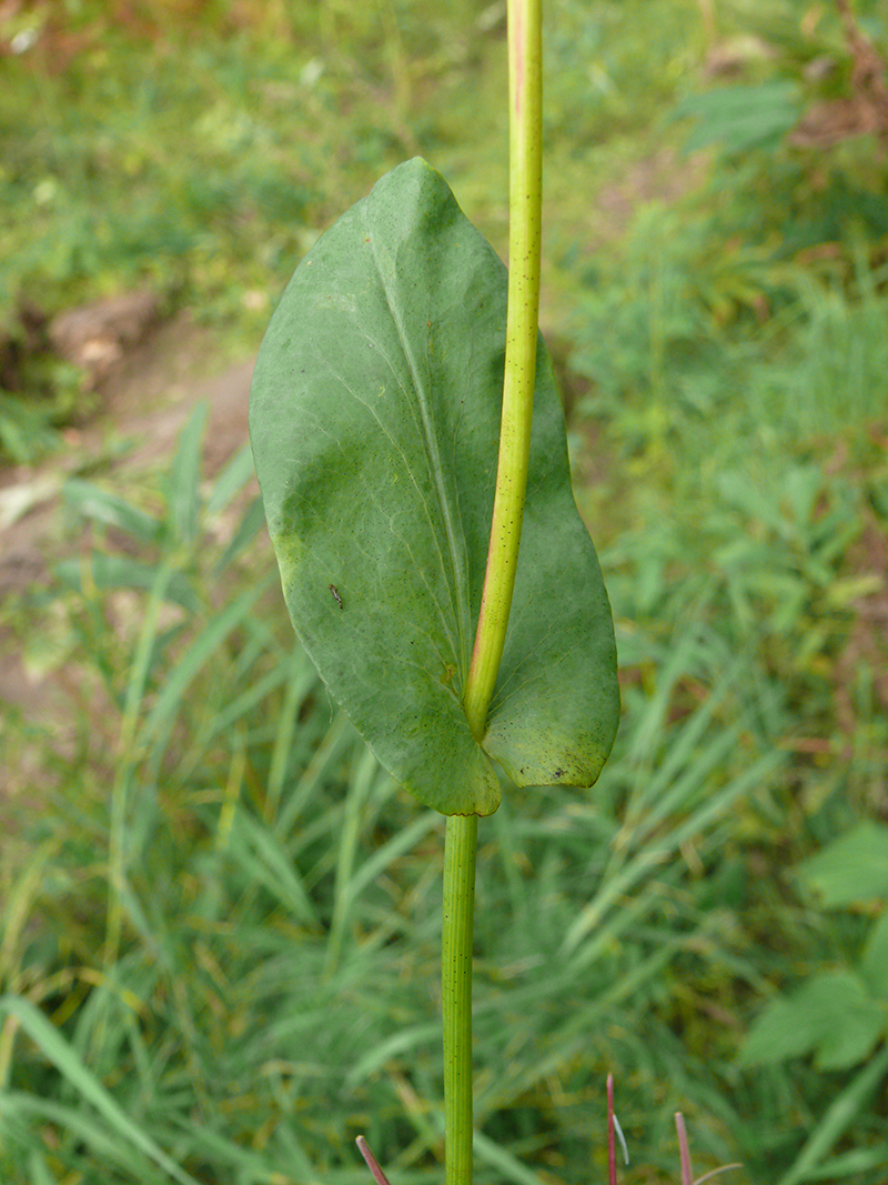 Изображение особи Bupleurum longifolium ssp. aureum.