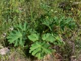 Heracleum sibiricum