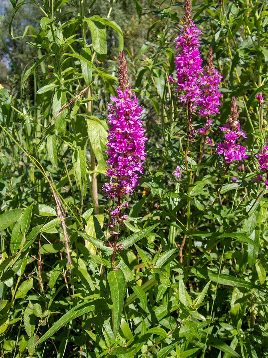 Изображение особи Lythrum salicaria.