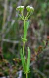 Valerianella turkestanica. Верхняя часть цветущего растения. Узбекистан, Кашкадарьинская обл., Шахрисабзский р-н, зап. отр. Гиссарского хр., окр. кишлака Хумман, глинистый склон реки. 29.04.2013.