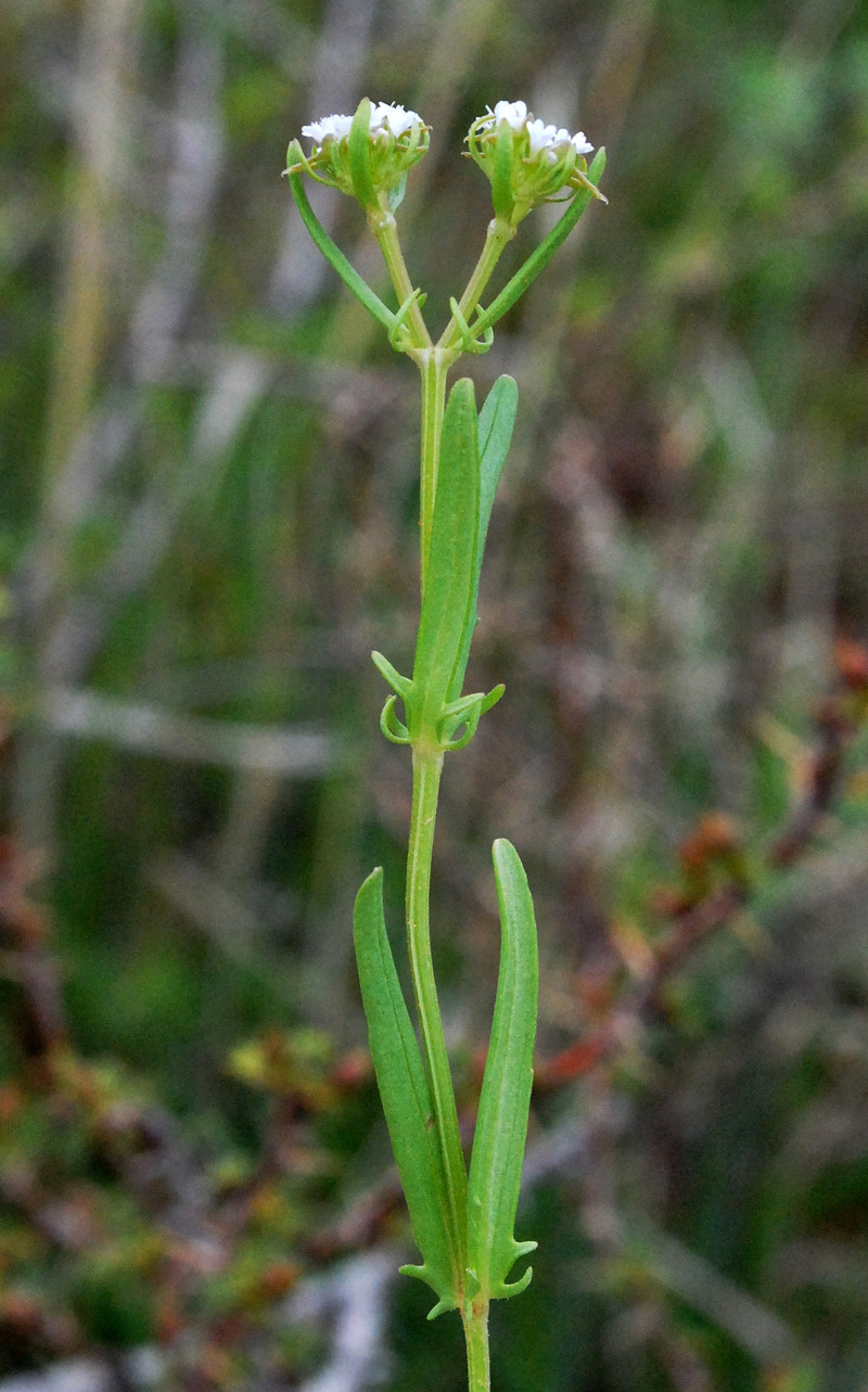 Image of Valerianella turkestanica specimen.