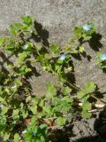 Veronica persica