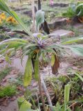 Rudbeckia bicolor