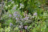 Borago officinalis