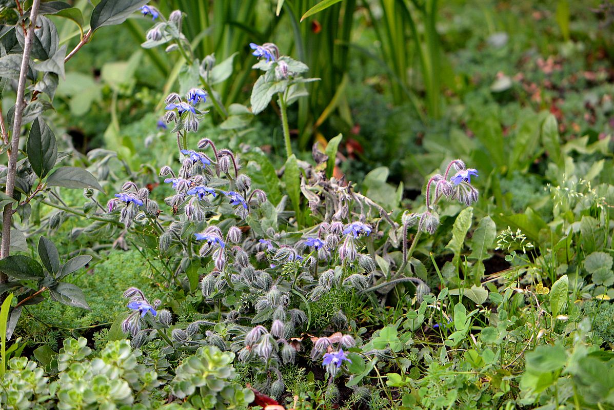 Изображение особи Borago officinalis.