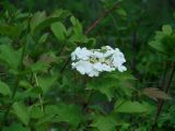 Viburnum opulus