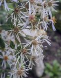 семейство Asteraceae. Отцветающие соцветия-корзинки. Санкт-Петербург, Ботанический сад БИН РАН, альпийская горка, в культуре. 09.09.2020.