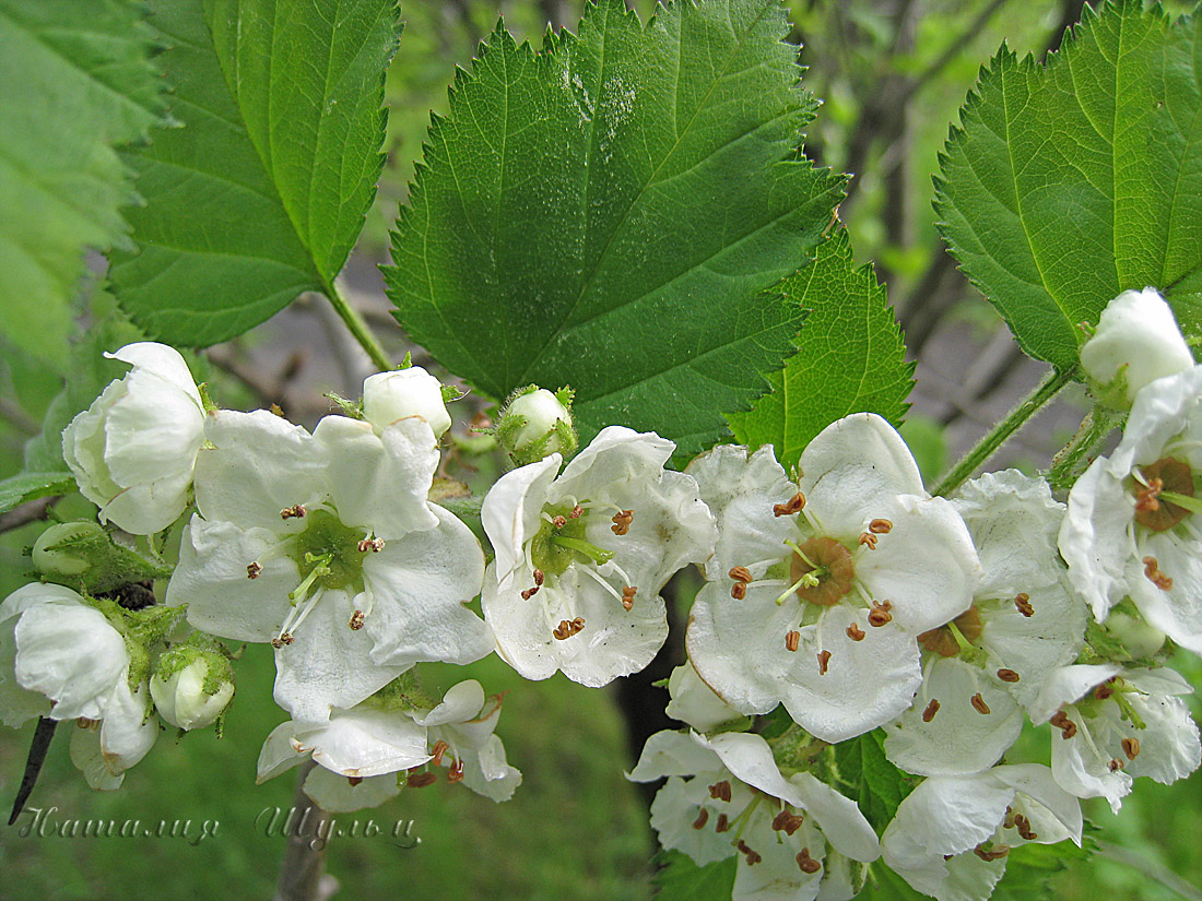 Изображение особи Crataegus submollis.