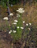 Achillea nobilis