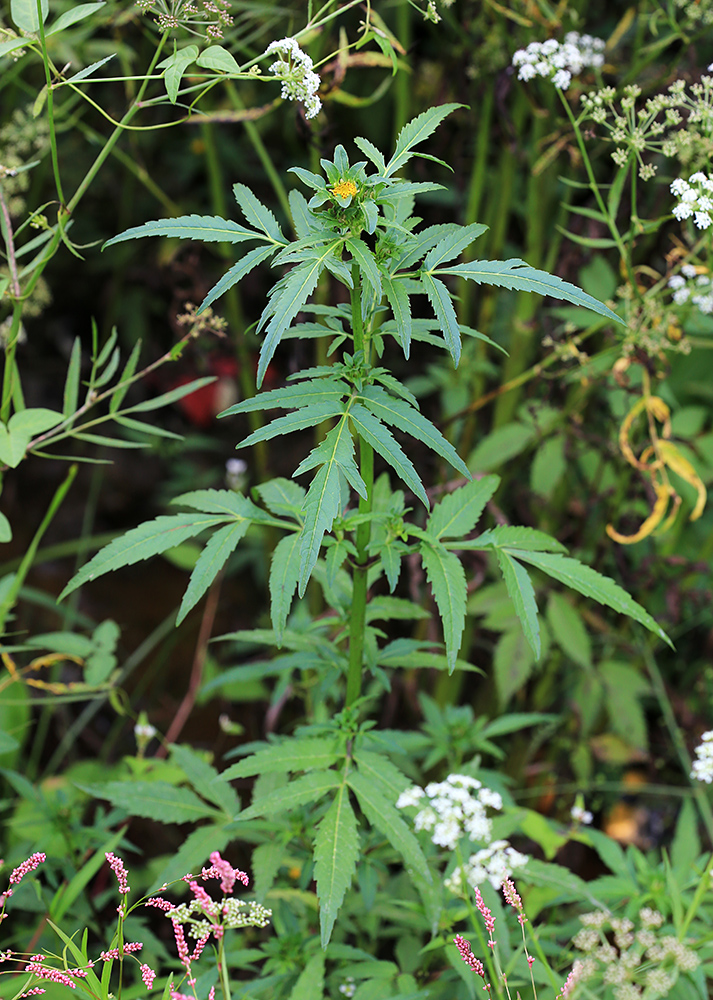 Image of Bidens tripartita specimen.