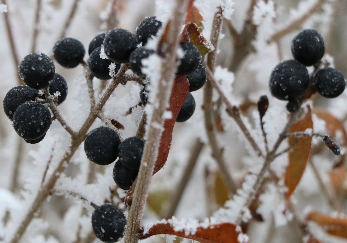 Изображение особи Ligustrum vulgare.