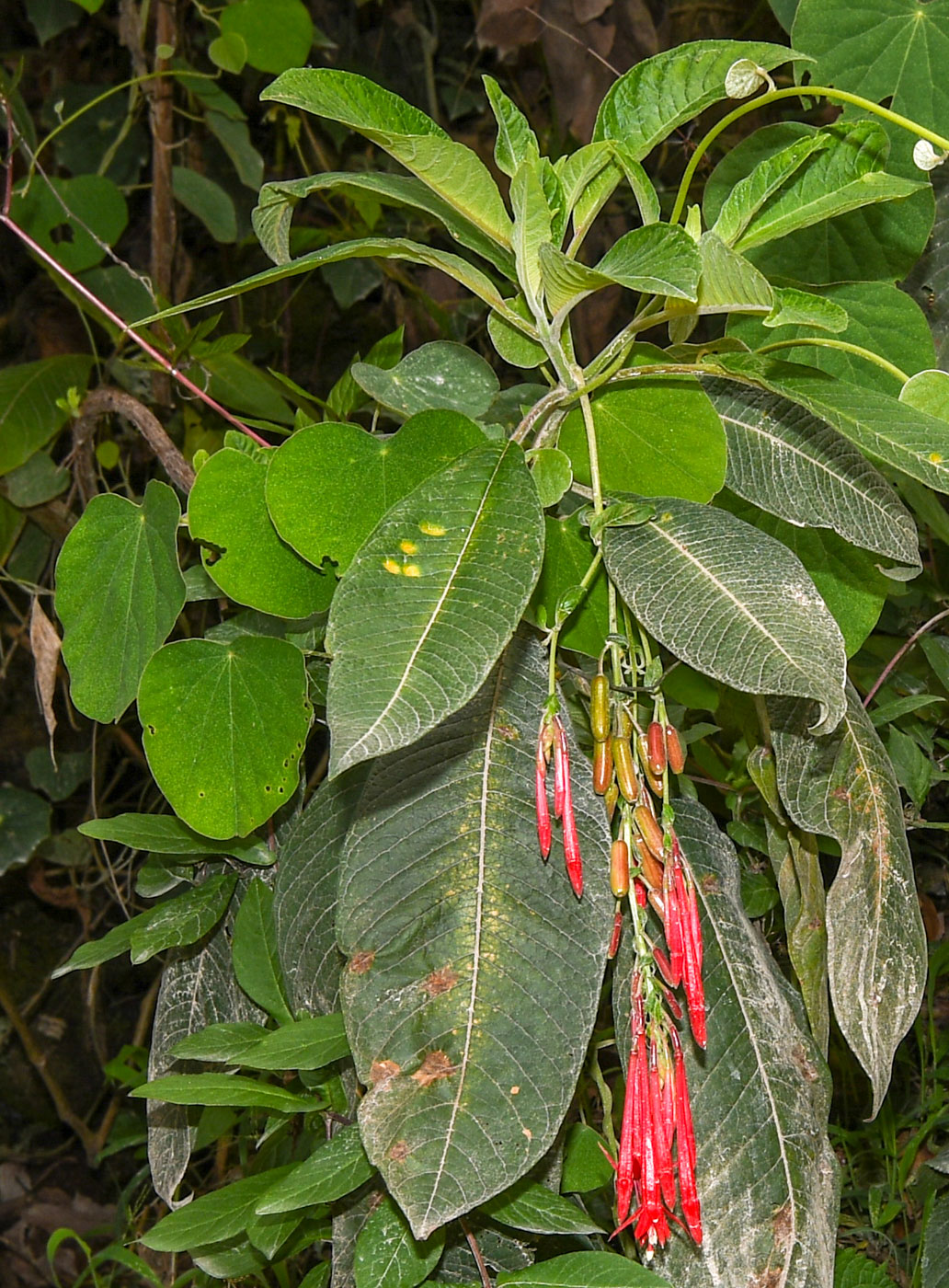 Image of Fuchsia boliviana specimen.