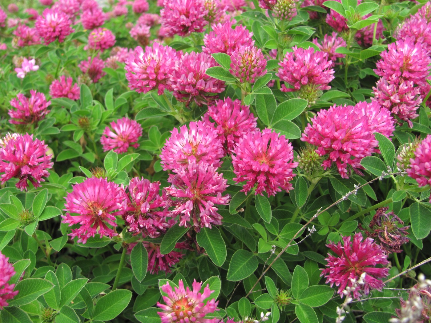 Image of Trifolium medium specimen.