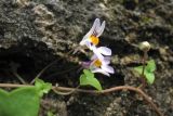 Cymbalaria longipes