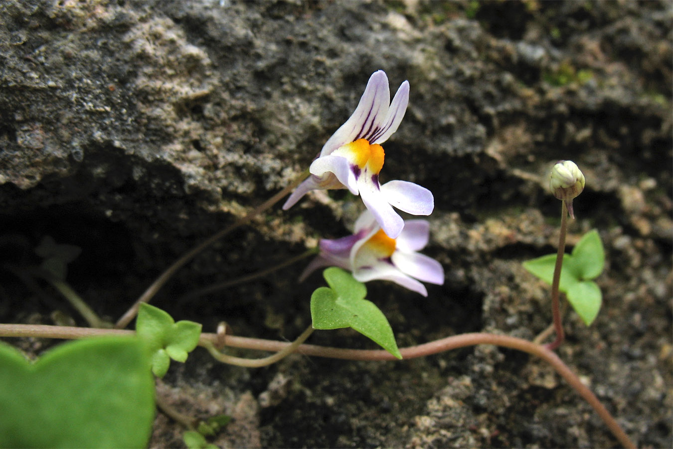 Изображение особи Cymbalaria longipes.