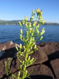 Conyza canadensis