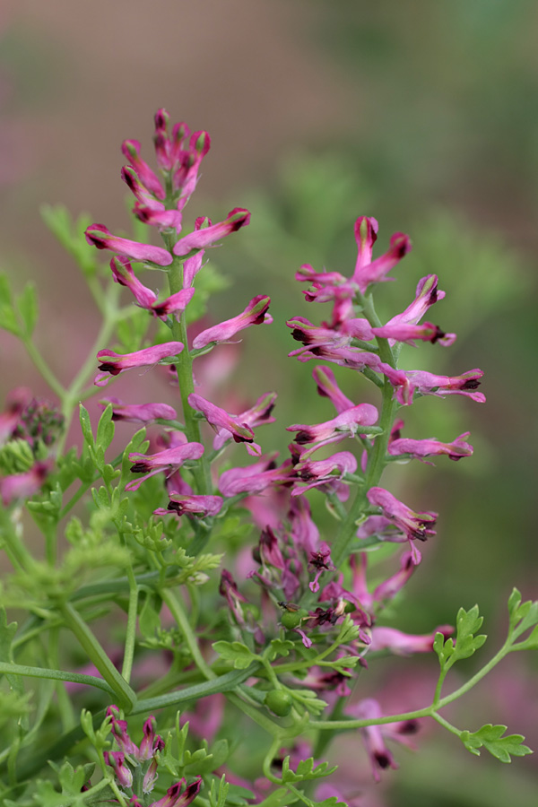 Изображение особи Fumaria officinalis.