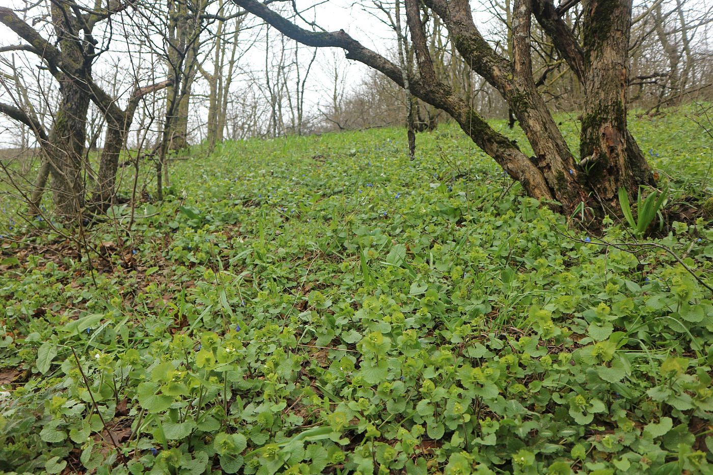 Image of Alliaria petiolata specimen.