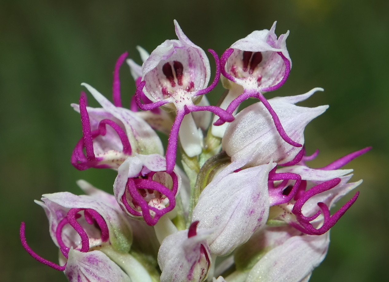 Image of Orchis simia specimen.