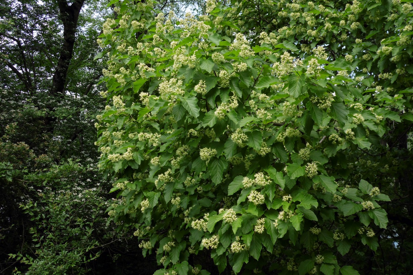 Image of Acer tataricum specimen.