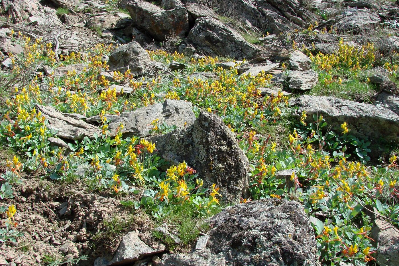 Изображение особи Corydalis sewerzowii.