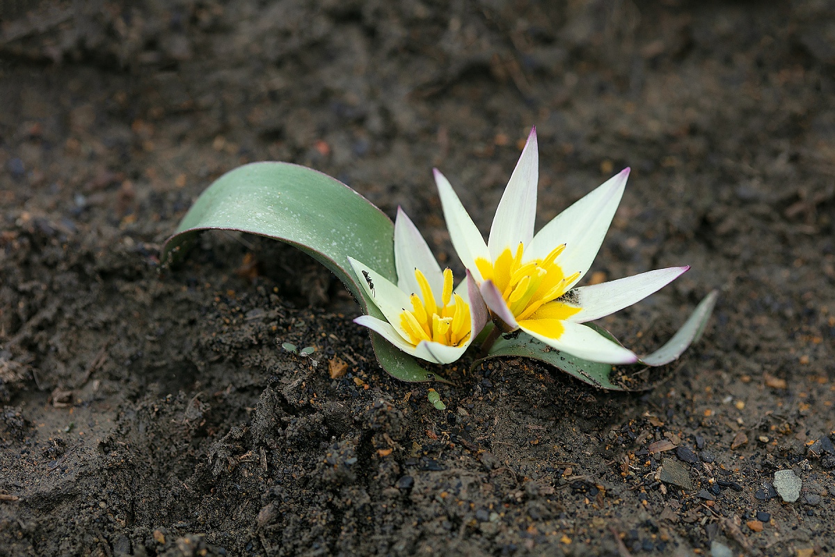 Изображение особи Tulipa jacquesii.