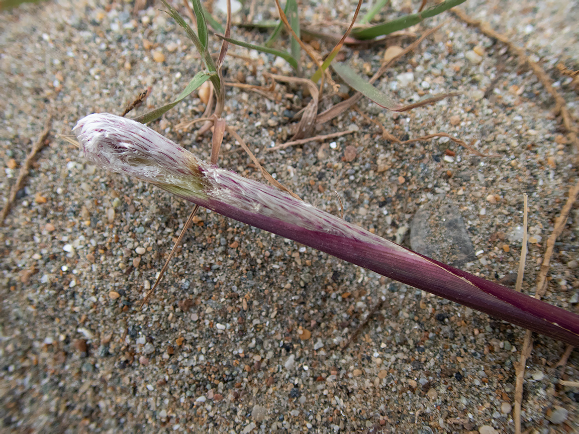 Image of Imperata cylindrica specimen.