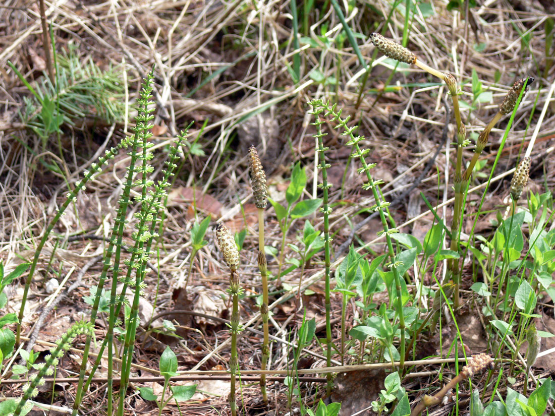 Image of Equisetum pratense specimen.