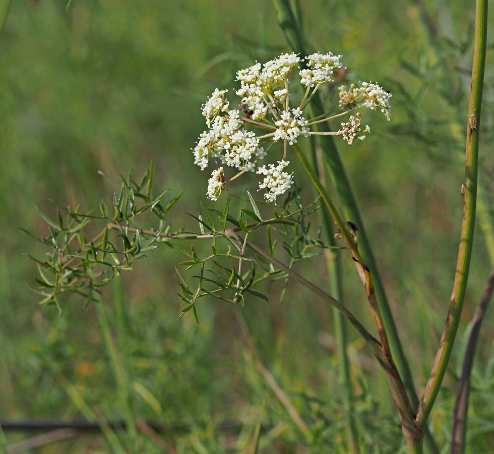 Image of Cenolophium fischeri specimen.