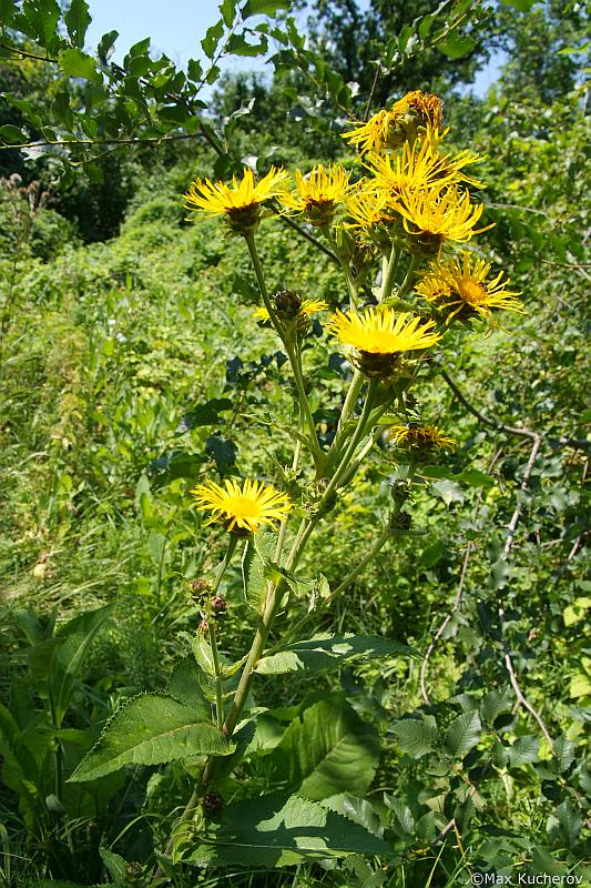 Изображение особи Inula helenium.