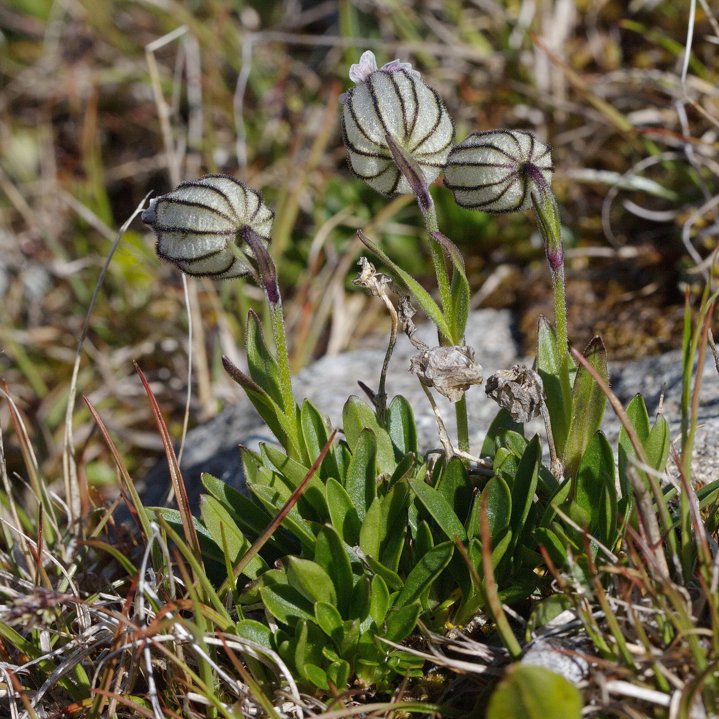 Image of Gastrolychnis uniflora specimen.