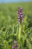 Anacamptis morio subspecies caucasica. Соцветие. Краснодарский край, м/о г. Геленджик, хр. Маркотх, гора Солдатская, горная степь. 16.05.2021.