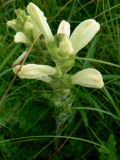 Pedicularis sceptrum-carolinum