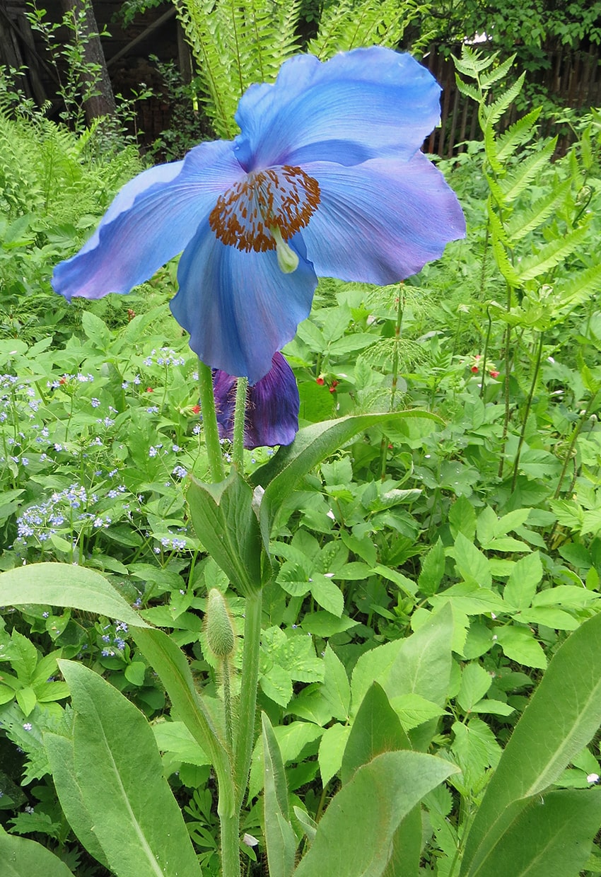 Image of Meconopsis &times; sheldonii specimen.