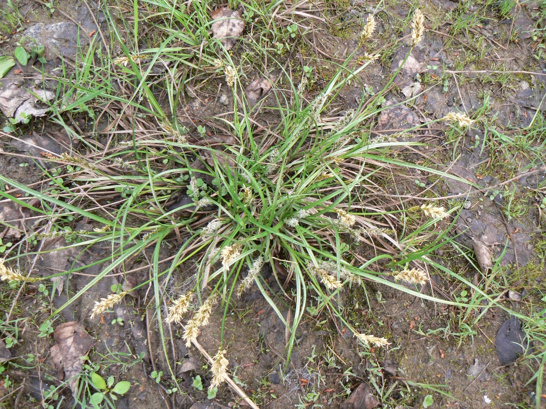 Image of Carex laevissima specimen.