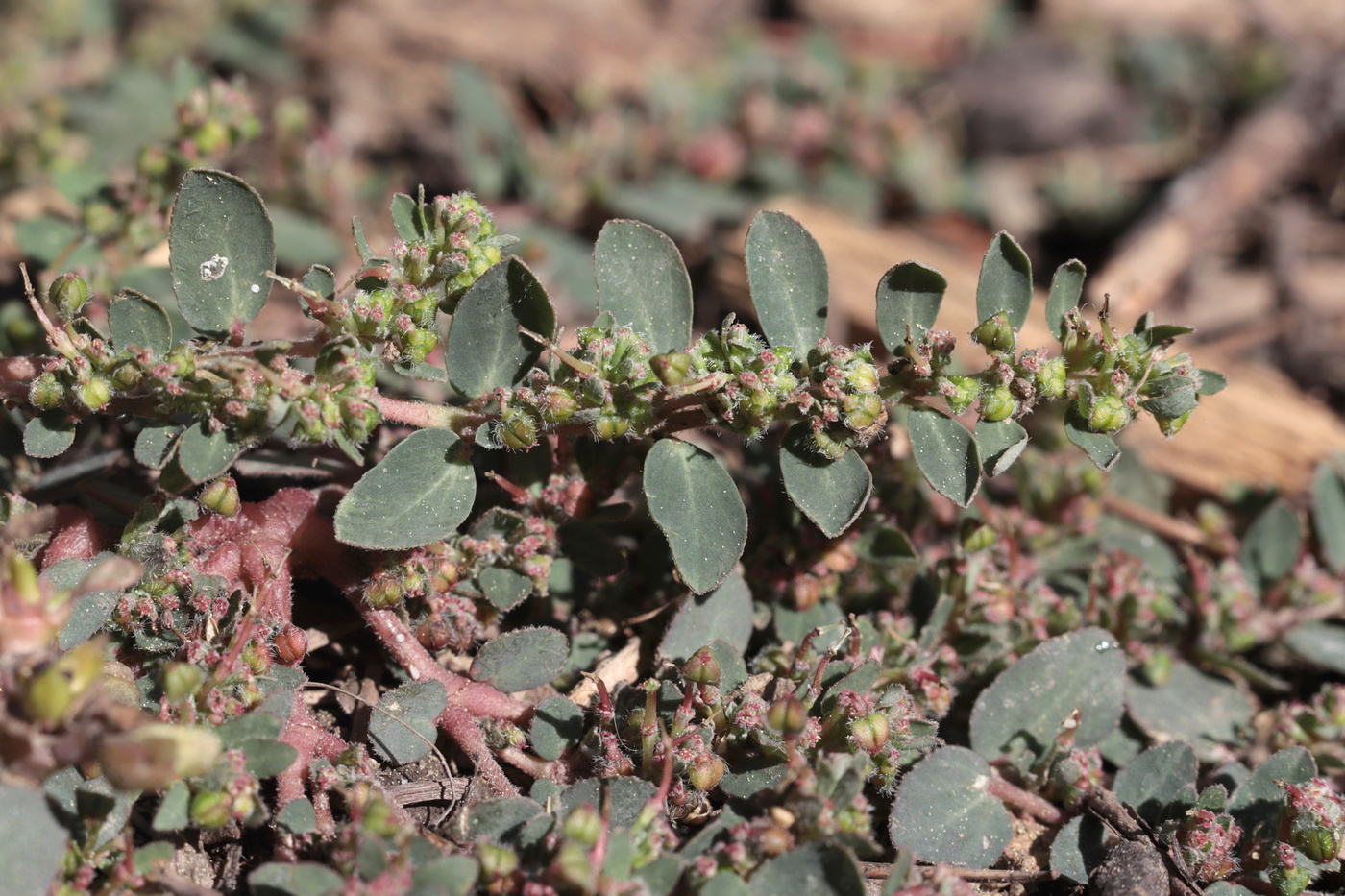 Image of Euphorbia prostrata specimen.