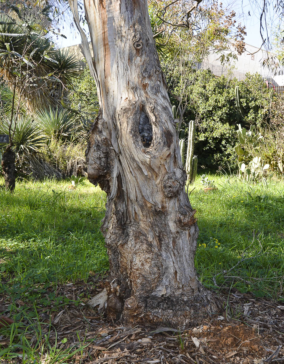 Image of genus Eucalyptus specimen.