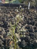 Erigeron annuus
