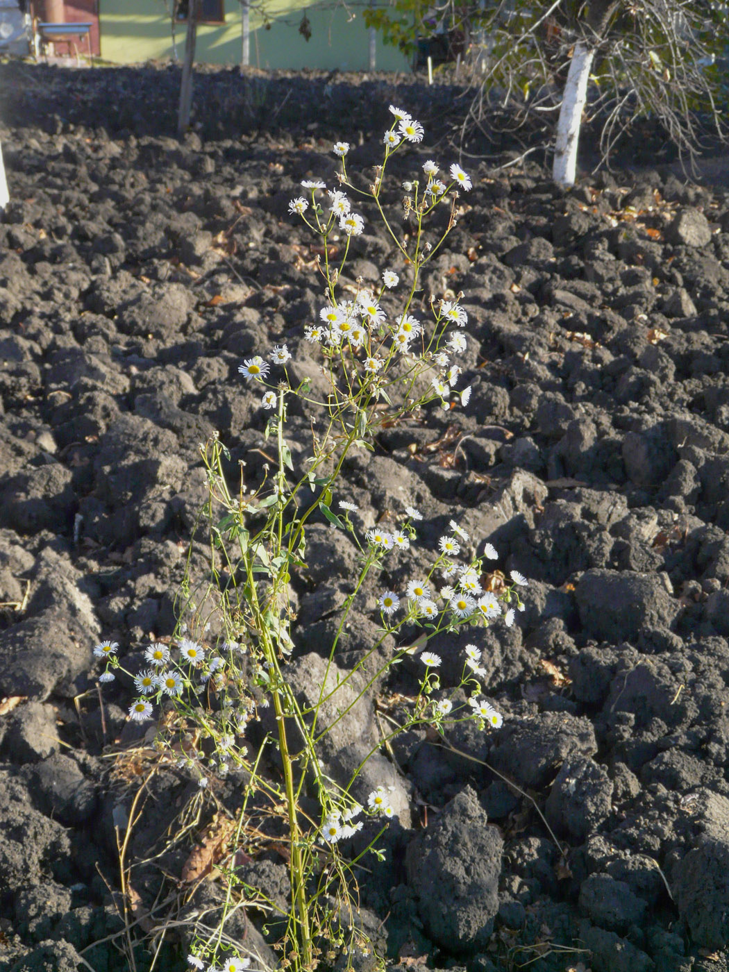 Изображение особи Erigeron annuus.