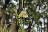 Allium marschallianum