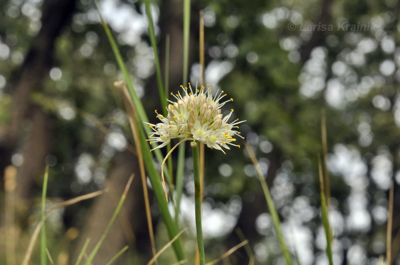 Изображение особи Allium marschallianum.