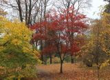 Acer palmatum