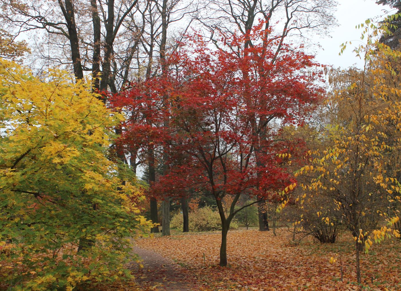 Image of Acer palmatum specimen.