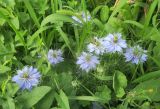 Nigella damascena