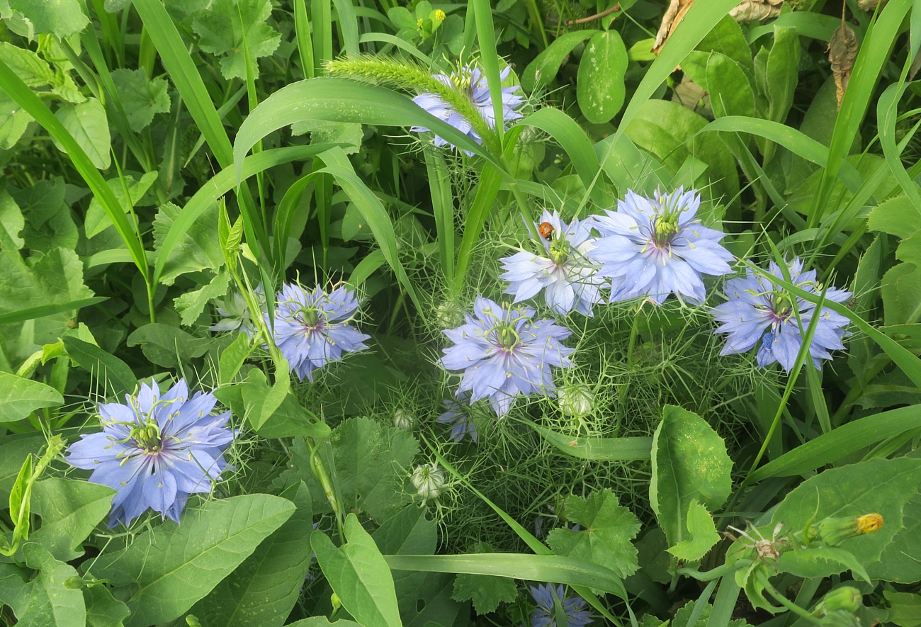 Изображение особи Nigella damascena.