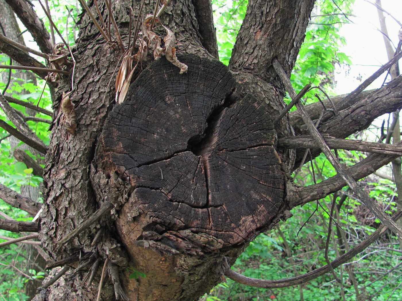 Image of Cotinus coggygria specimen.