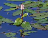 Persicaria amphibia. Цветущее растение. Коми, Сыктывдинский р-н, окр. пос. Еляты, долина руч. Сорд, торфянистая заболоченная низина. 19.07.2020.