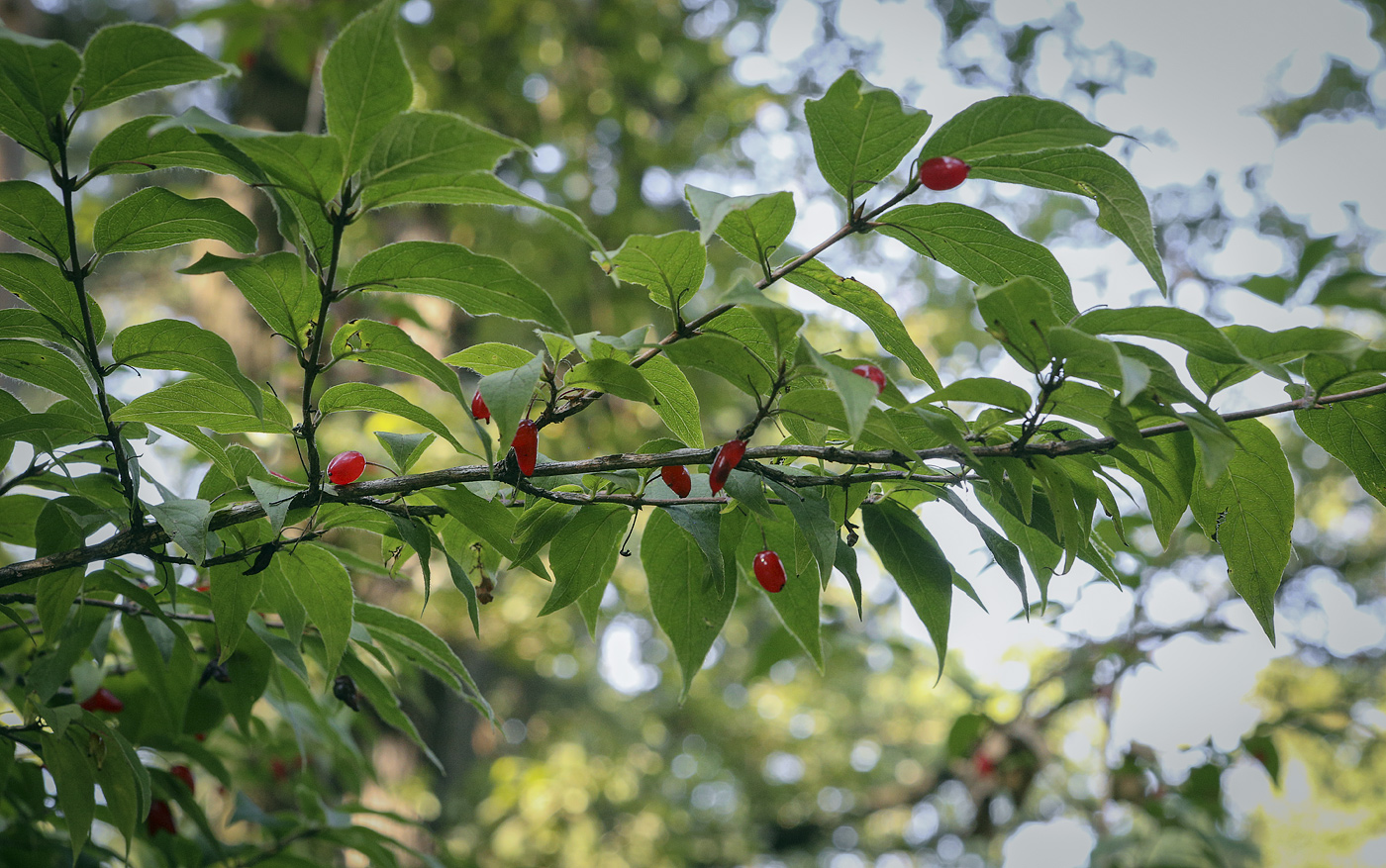 Image of Lonicera maximowiczii specimen.